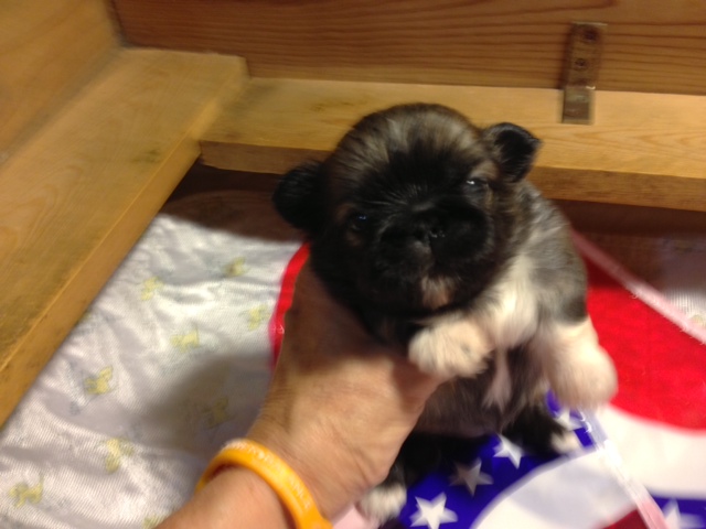 3wks-star