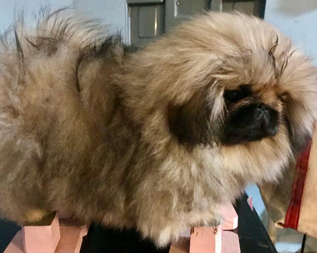 Rosie