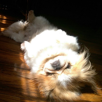 dixie-as-a-cat