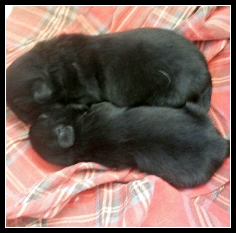 dixie-chindi-pups