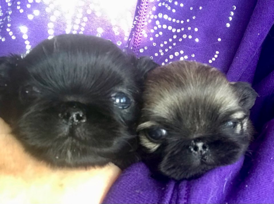 heads