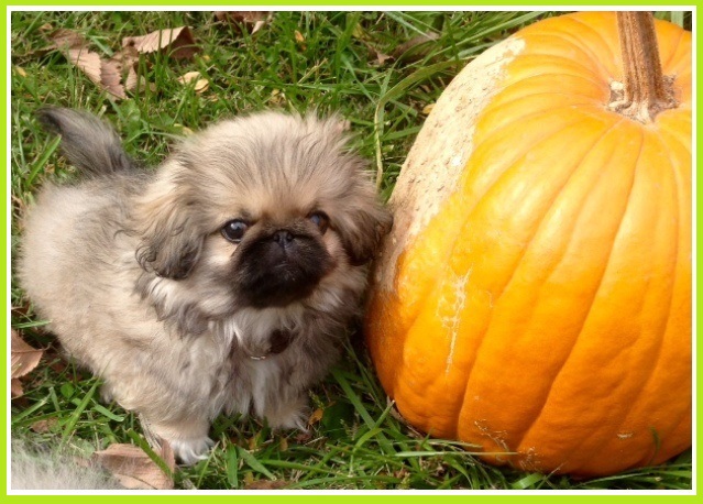 lucky-pumpkin