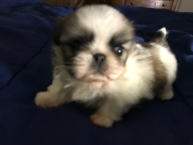 Sad Puppy