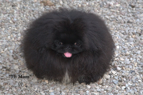 pippin-ny